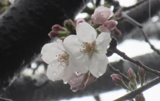 写メ日記 れい 4/9(木) 14:33