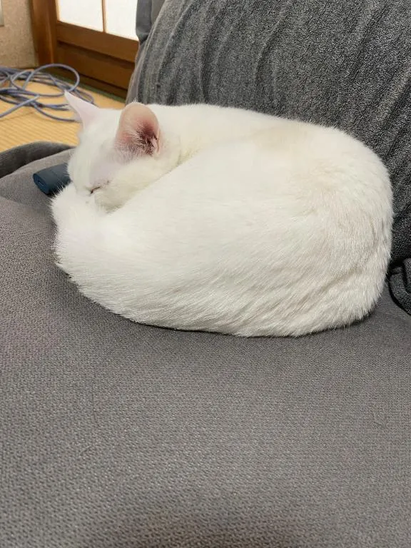 写メ日記 くいん 4/12(日) 00:51