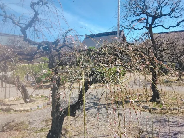 写メ日記 上杉あずさ 3/27(金) 09:20