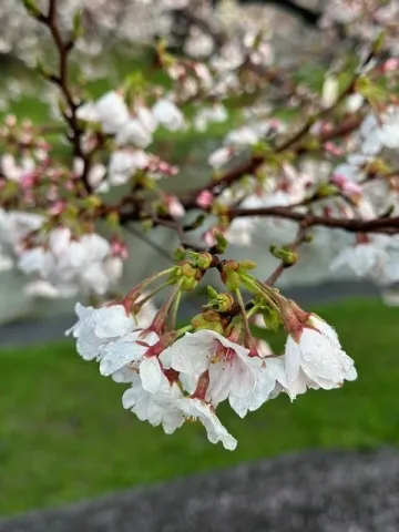写メ日記 雨宮優子 3/23(月) 09:12