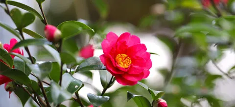 写メ日記 大野つばき 4/7(火) 07:10