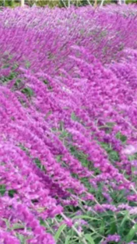 写メ日記 黒木さゆり 10/3(土) 17:48