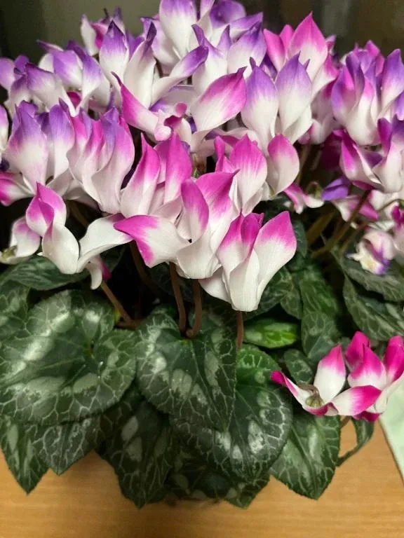 写メ日記 ようこ 3/6(金) 05:14