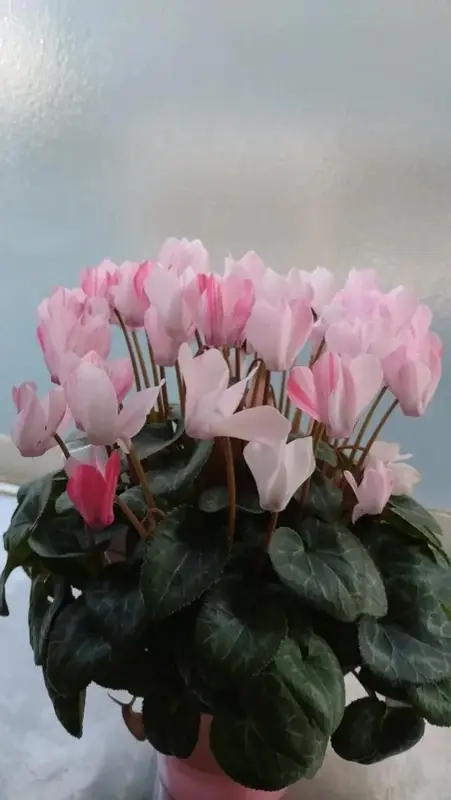 写メ日記 しず 3/19(木) 08:54