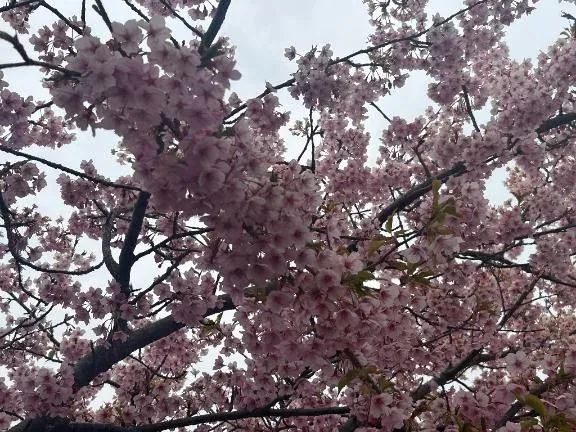 写メ日記 まこ 3/26(木) 18:54