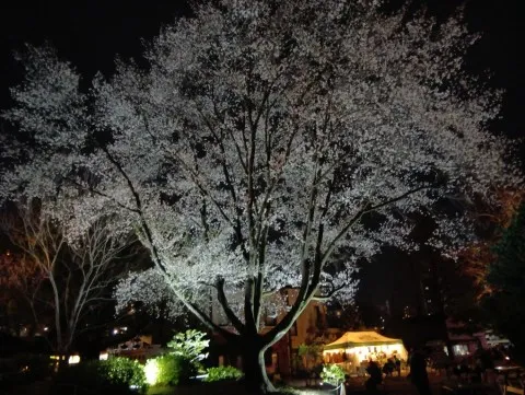 写メ日記 市川ゆき 4/12(日) 10:06