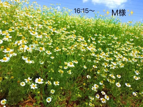 写メ日記 小山真帆 3/15(日) 14:40