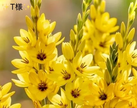 写メ日記 小山真帆 3/17(火) 20:40