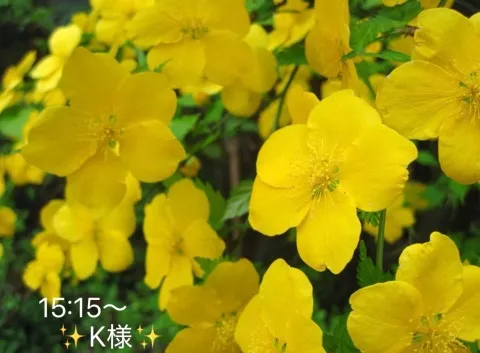 写メ日記 小山真帆 4/10(金) 20:32