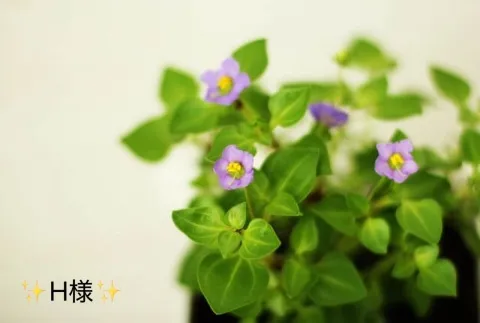 写メ日記 小山真帆 5/30(土) 23:18