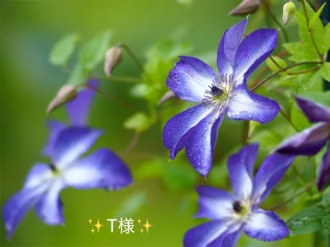 写メ日記 小山真帆 7/1(水) 19:32