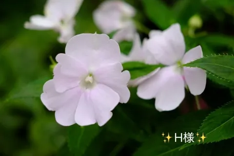 写メ日記 小山真帆 7/26(日) 15:22