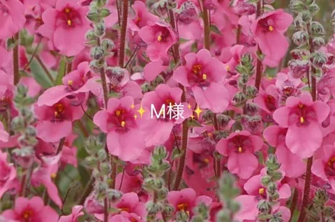 写メ日記 小山真帆 9/13(日) 22:06
