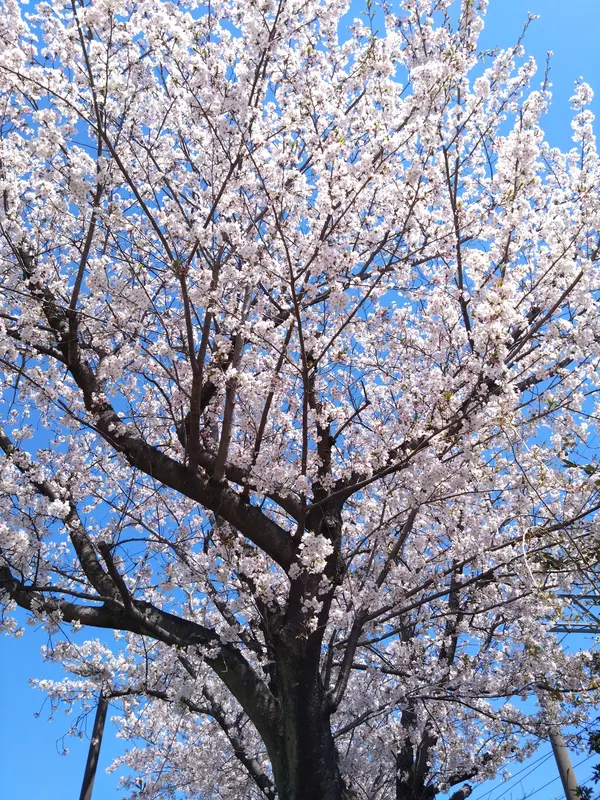 写メ日記 篠原尚美 4/8(水) 14:10