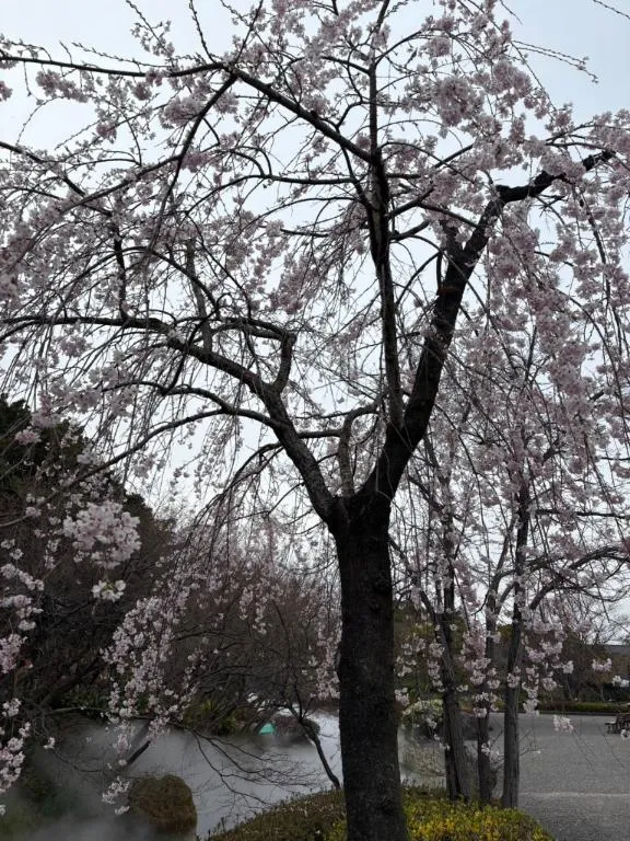 写メ日記 みみ 4/2(木) 15:38