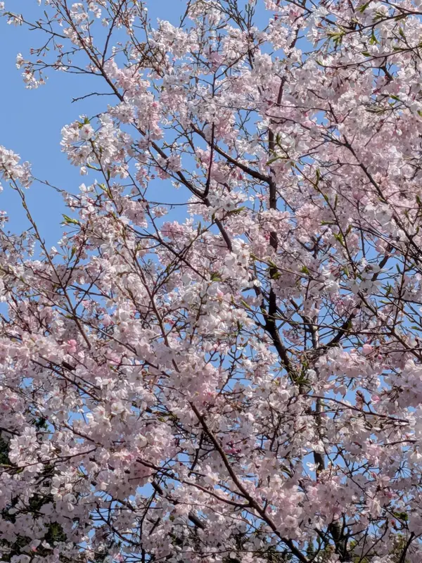 写メ日記 ゆい 4/1(水) 08:55