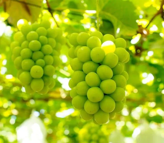 写メ日記 みわ 4/1(水) 13:11