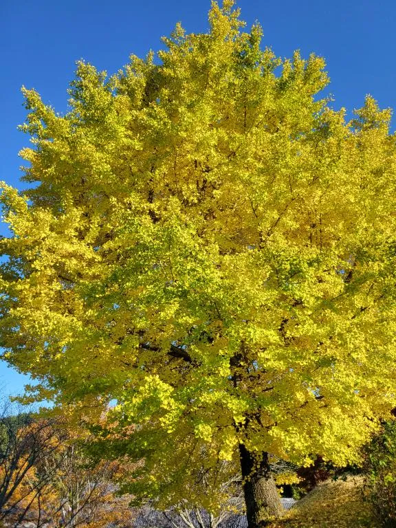 写メ日記 あかね 3/19(木) 15:47