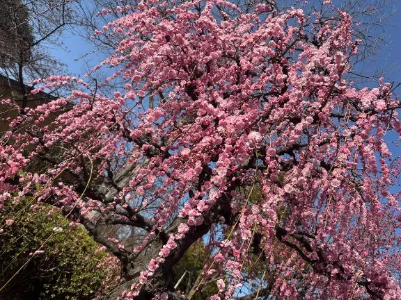 写メ日記 さち 4/7(火) 18:12