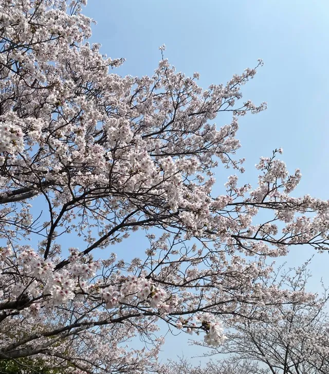 写メ日記 かれん 4/3(金) 11:48