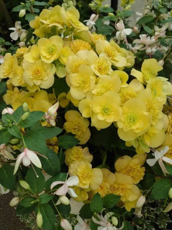 写メ日記 ゆら 4/3(金) 09:13