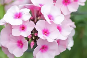 写メ日記 みさと鈴 3/3(火) 16:16