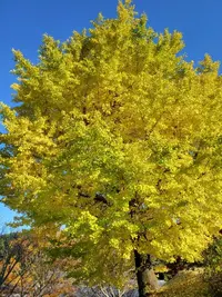 写メ日記 あかね 3/19(木) 15:47