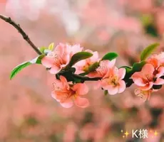 写メ日記 小山真帆 3/25(水) 20:44