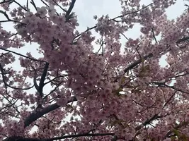 写メ日記 まこ 3/26(木) 18:54