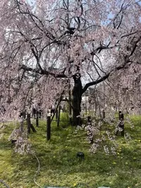 写メ日記 笠原みお 3/30(月) 13:00