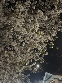 写メ日記 さく 4/4(土) 01:52