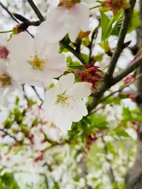 写メ日記 えま 4/8(水) 11:02