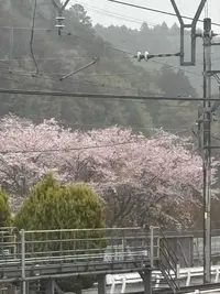 写メ日記 NH 桜井かこ 4/8(水) 12:32