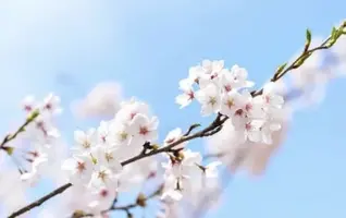 写メ日記 小山真帆 4/10(金) 14:36