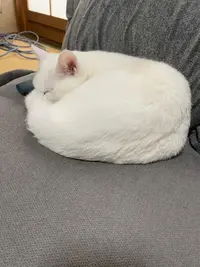 写メ日記 くいん 4/12(日) 00:51