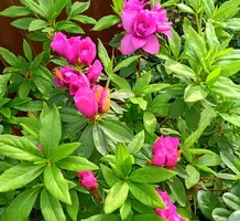 写メ日記 こはる 4/12(日) 17:01