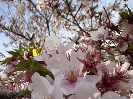 写メ日記 みだら 4/13(月) 10:07
