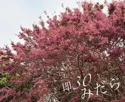 写メ日記 みだら 4/15(水) 13:08