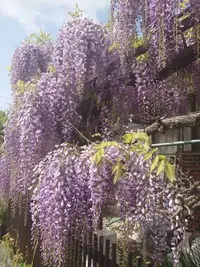 写メ日記 ゆず 4/19(日) 16:41