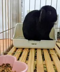 写メ日記 篠原尚美 4/19(日) 22:32