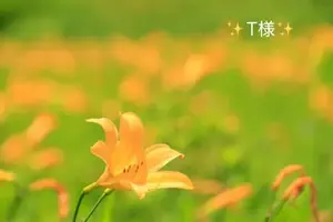 写メ日記 小山真帆 6/4(木) 20:12