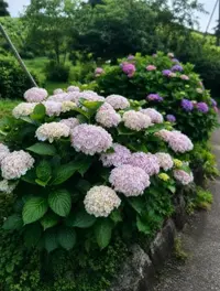 写メ日記 ゆきみ 7/9(木) 23:34