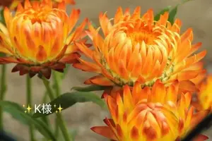 写メ日記 小山真帆 7/26(日) 10:48