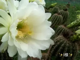 写メ日記 小山真帆 7/30(木) 08:04