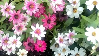 写メ日記 花村まどか 10/27(火) 09:26