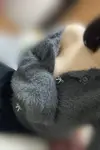 ゆのあ
